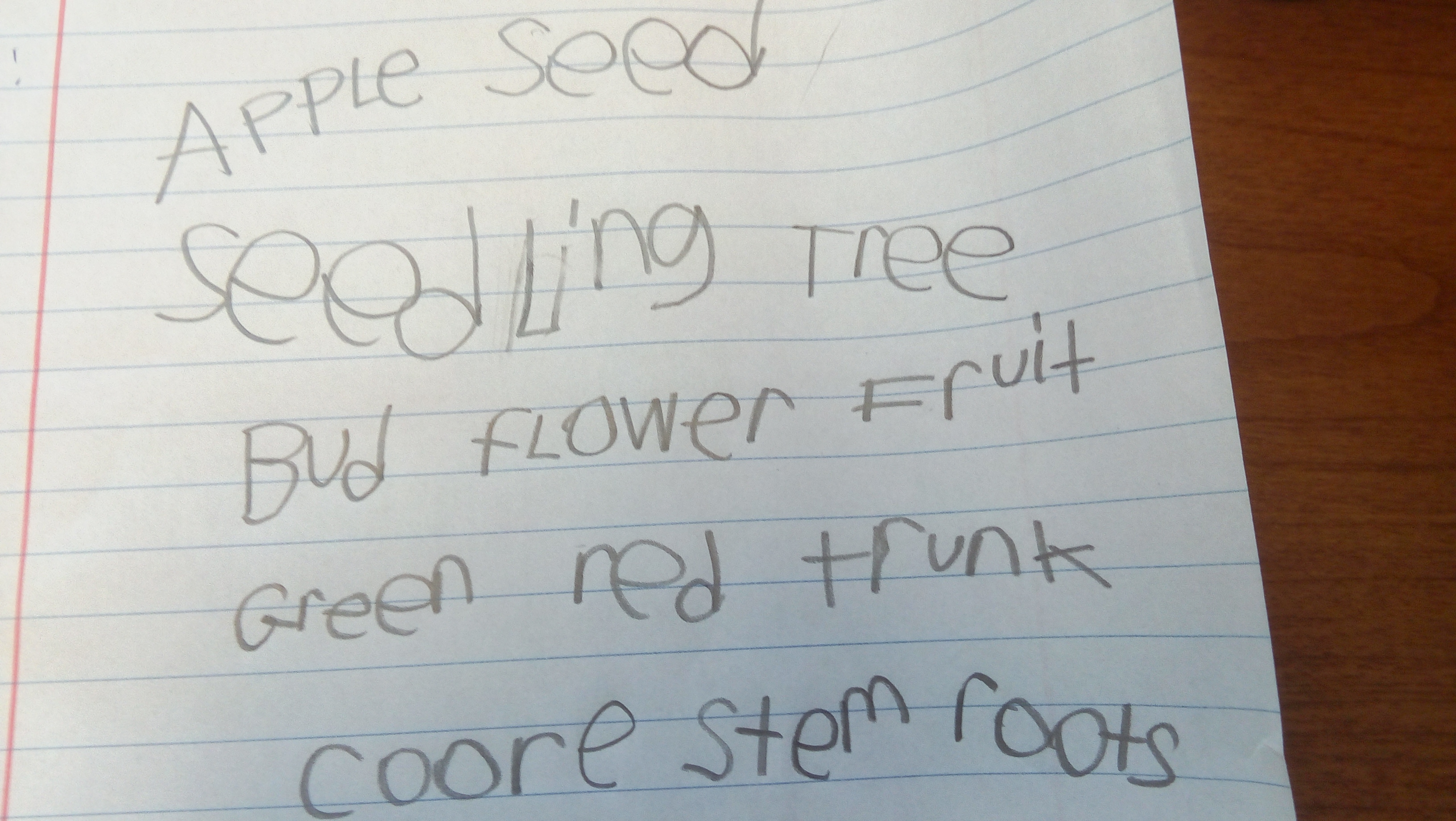 A list of vocabulary words written by Stephen in pencil. Apple, Seed, Seedling, Tree, Bud, Flower, Fruit, Green, Red, Trunk, Coore, Stem, Roots