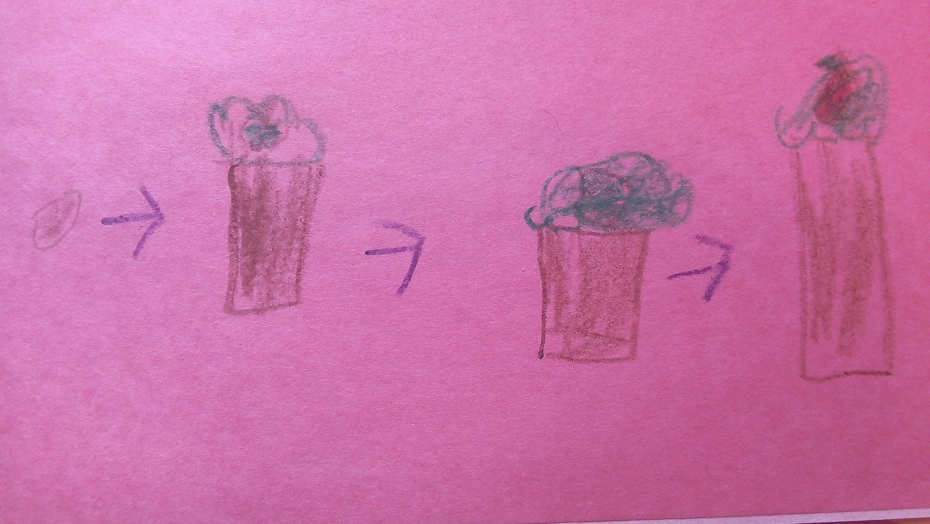 A crayon drawing of the life cycle of an apple. The growth from a seed to a tree that has a red apple is represented.